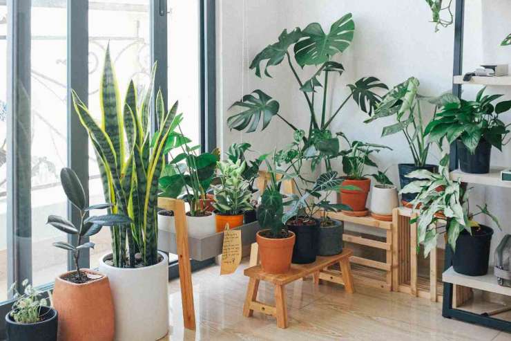 Piante in casa